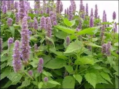 Le patchouli est une plante aromatique.