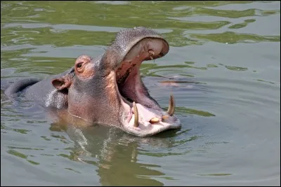 Comment s'écrit le nom de ce mammifère d'Afrique ?