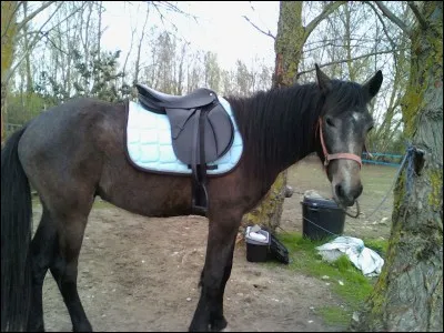 Par quel côté montez-vous à cheval ?