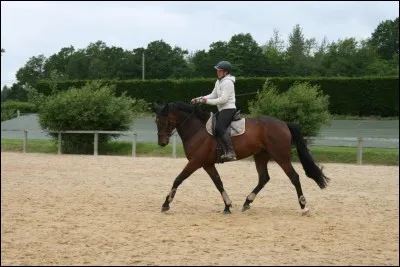 Pour faire avancer le cheval, on :