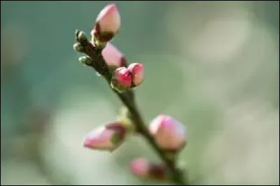 "Printemps", l'acteur principal du véritable film est :