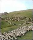 Montagne. Comment appelle-t-on le voyage annuel des moutons pour les pturages d'altitude en montagne ?