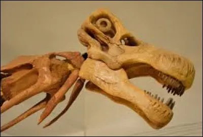 A qui appartient ce crâne ?