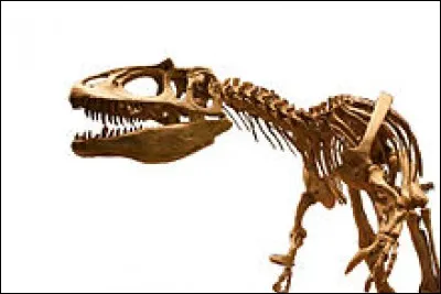 A quel dinosaure appartient ce squelette ?