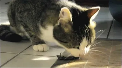 Quel est régime alimentaire du chat en principe ?