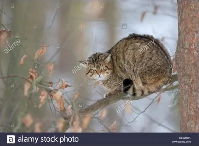 Qu'est qu'un chat haret ?