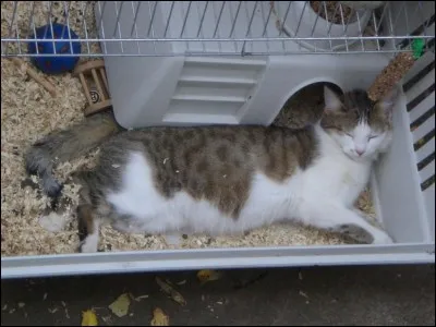 Quelle est la durée de gestation d'une chatte ?