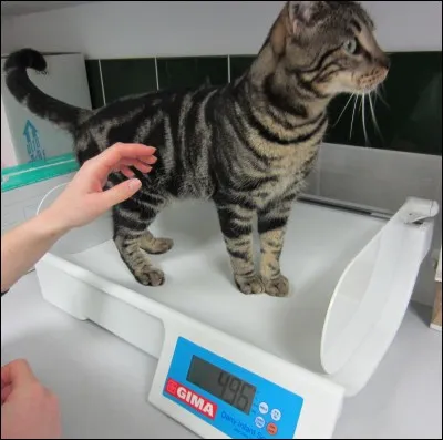 Quel est le poids moyen d'un chat adulte ?