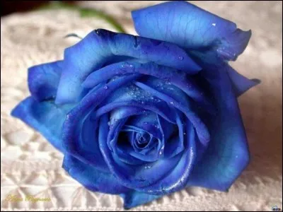 Comment est une personne "fleur bleue" ?