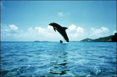 Le film "Le Grand Bleu" de Luc Besson est inspiré de la vie de Jacques Mayol et Enzo Maiorca qui étaient deux célèbres...