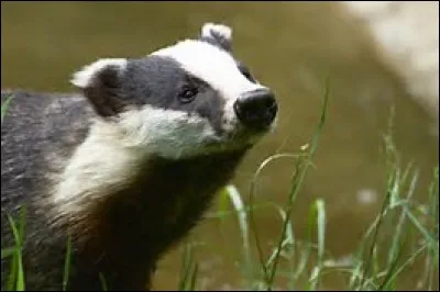Comment s'appelle le blaireau qui vit "là où le soleil sombre dans l'eau" ?