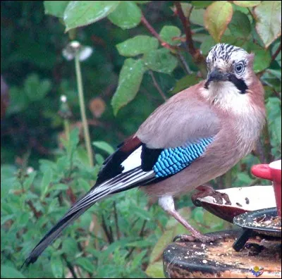 Quel est cet oiseau ?