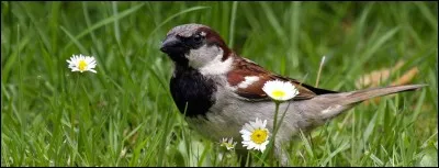 Quel est cet oiseau ?
