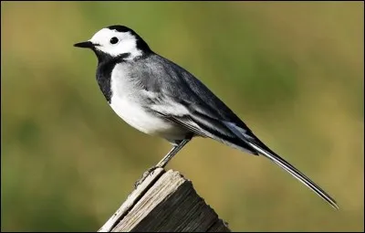 Quel est cet oiseau ?