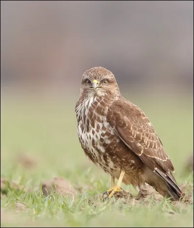 Quel est ce rapace ?