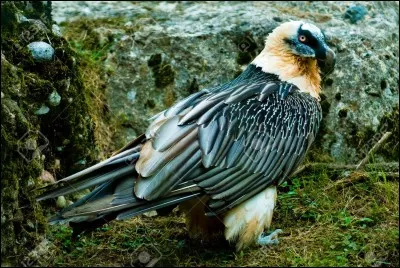 Quel est cet oiseau ?