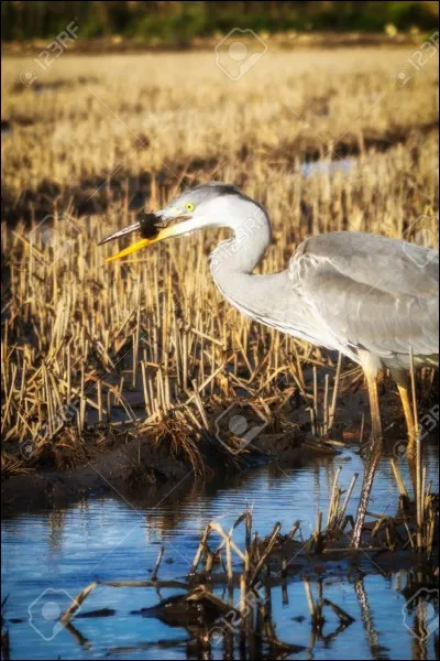 Quel est cet oiseau ?