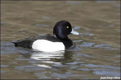 Quel est cet oiseau ?