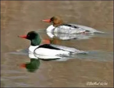 Quel est cet oiseau ?