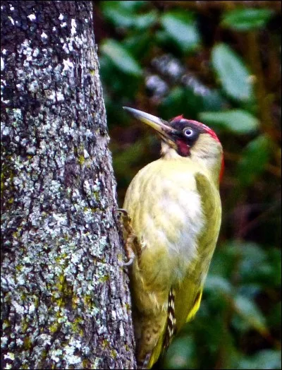 Quel est cet oiseau ?