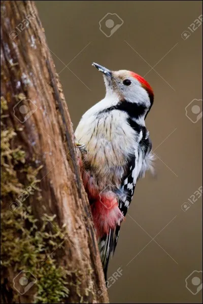 Quel est cet oiseau ?