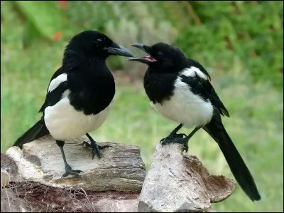 Quel est cet oiseau ?