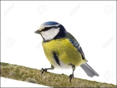 Quelle est cette m&eacute;sange ?