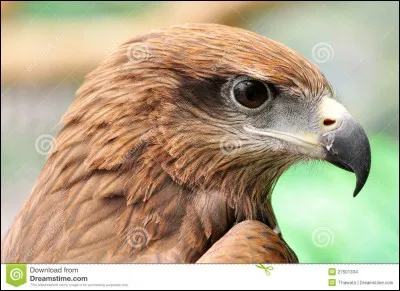 Quel est ce rapace ?
