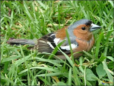 Quel est cet oiseau ?