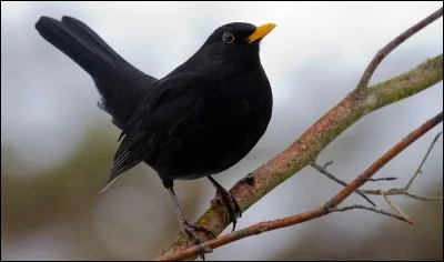 Quel est cet oiseau ?