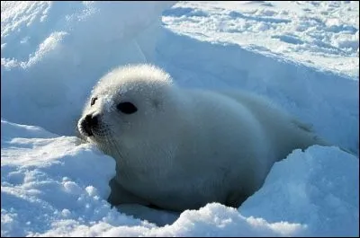Le phoque rugit, grogne et bêle aussi.