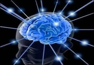 Combien de lobes externes composent le cerveau ?