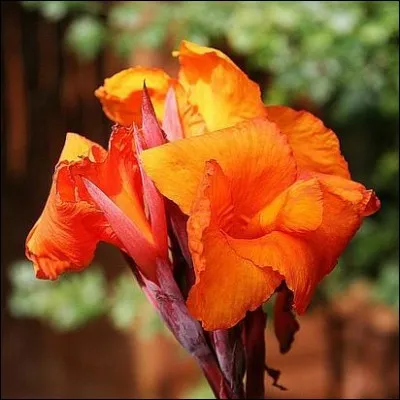 Cette fleur est majestueuse.