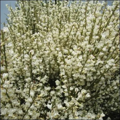 De quel nom désigne-t-on ce buissonnant arbuste ?