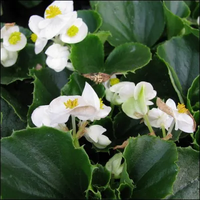 Que sont ces délicates fleurs blanches dans un écrin de feuilles vert foncé ?