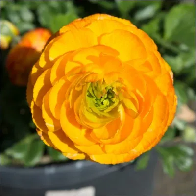 Quel est le nom de cette belle faite de pétales ronds formant élégante corolle ?