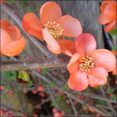 Les fleurs apparaissent avant les feuilles.