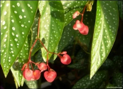 Feuilles tachetées de blanc et petites inflorescences en forme de cur disposées comme des pendentifs.
