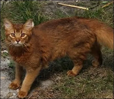 Qui est Étoile du Soleil ?