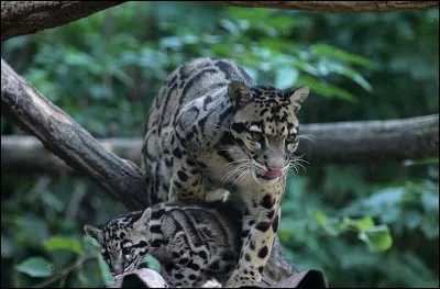 Je suis l'île de Bornéo, c'est l'Océan Pacifique qui m'entoure de toutes parts !