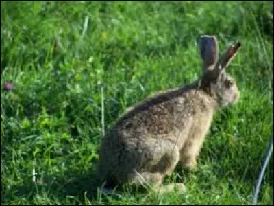 Comment appelle-t-on le petit du lièvre ?