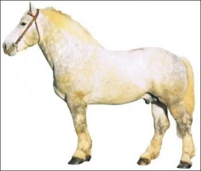 De quelle race est ce cheval ?