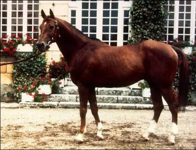 De quelle race est ce cheval ?