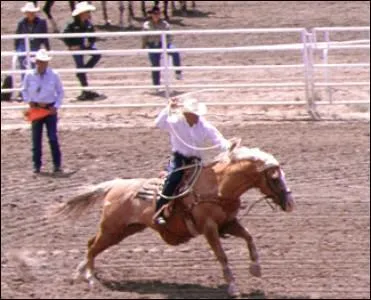 De quelle race est ce cheval ?
