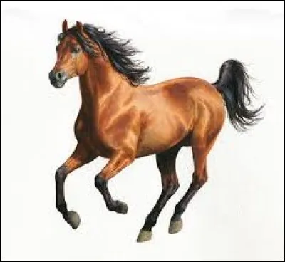 Ce cheval est :