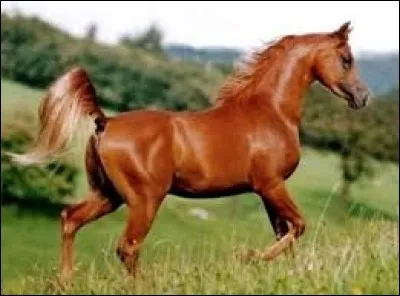 Ce cheval est :