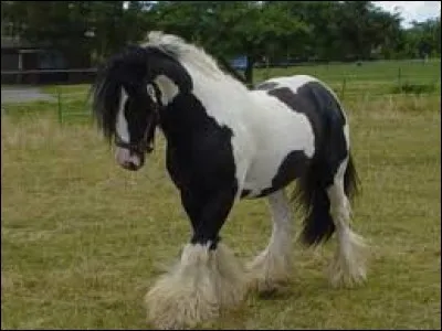 Ce cheval est :