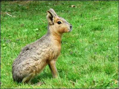 Où pouvez-vous rencontrer le mara, cet animal également appelé lièvre des pampas ?