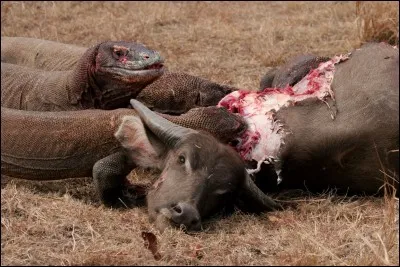 Où se trouve située l'île de Komodo ?