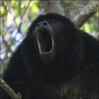 Que sont les hurleurs ?